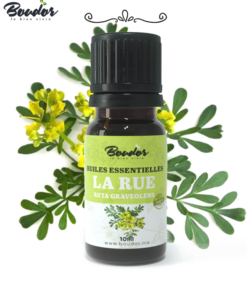 Huile Essentielle de Rue (Ruta Graveolens) - Pure et Naturelle