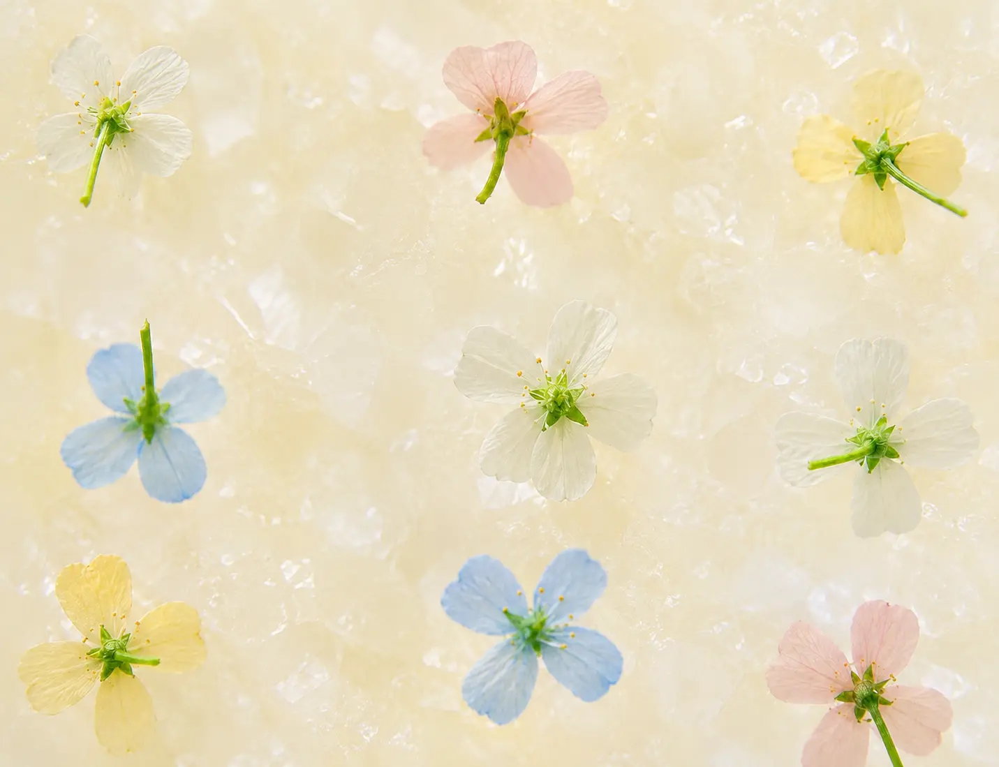 Miel de Fleurs